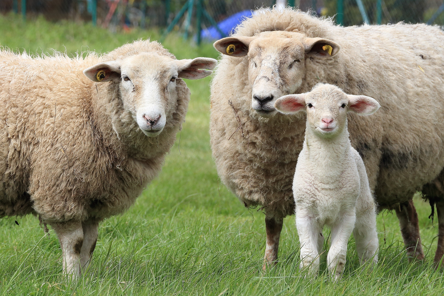 Sheep in the Pasture