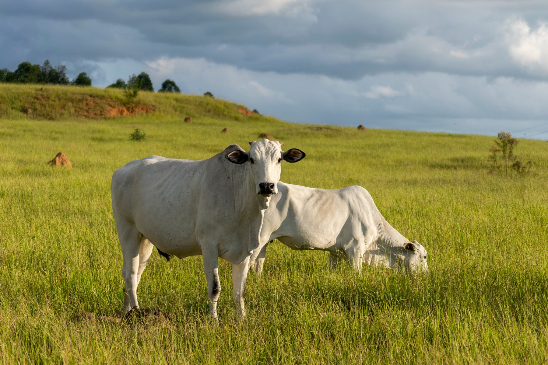 Nelore cattle in the farm pasture.